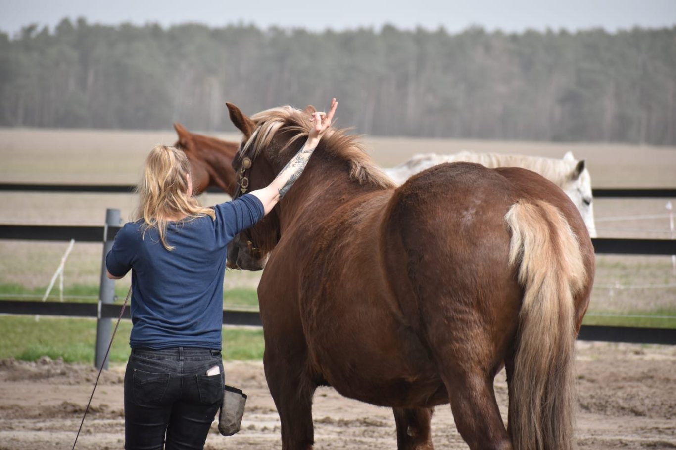 Frau trainiert Pferd Eine Person arbeitet mit einem Pferd auf einem offenen Feld.