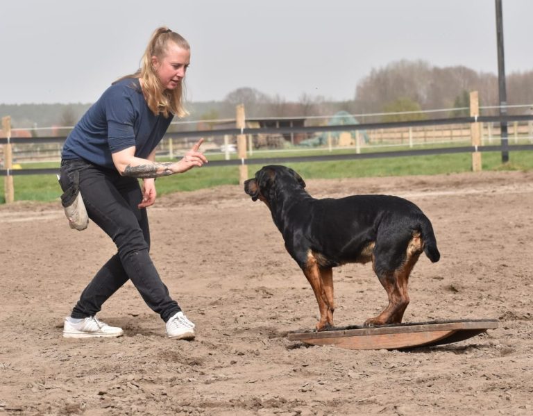 Frau mit Hund Eine Frau trainiert einen Hund auf einer Wippe