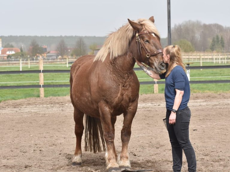 Eine Person küsst ein braunes Pferd auf dem Reiterhof und streichelt es am Hals